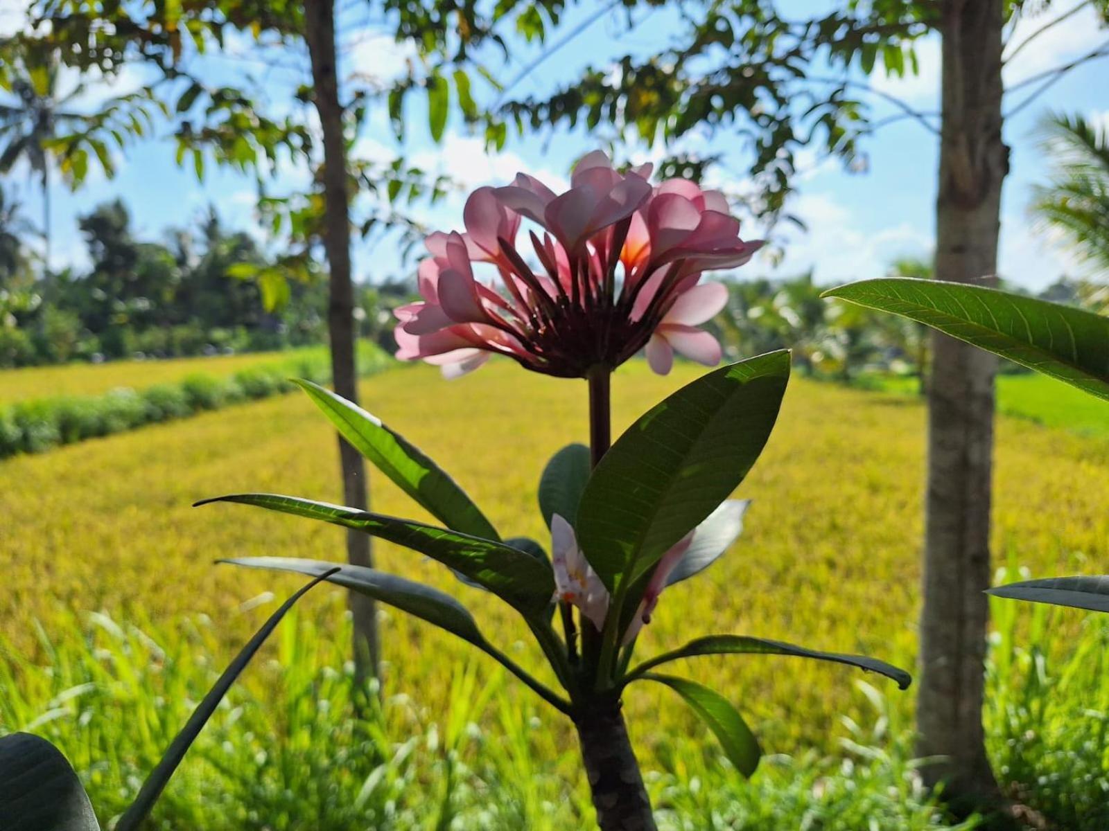 Bunga Homestay Lombok Tetebatu Luaran gambar